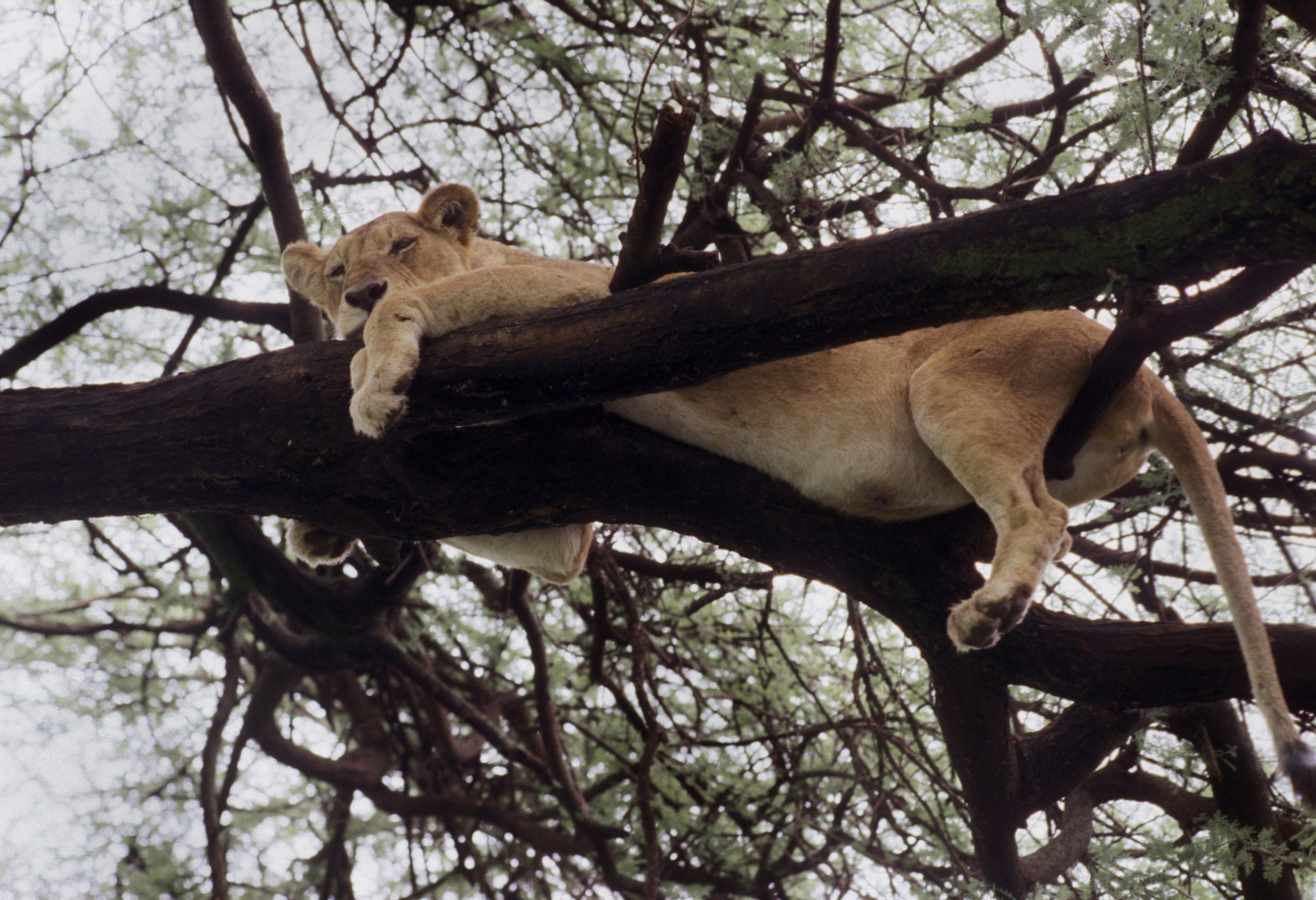 Eine Löwin liegt auf einem dicken Ast in einer Akazie im Lake-Manyara-Nationalpark