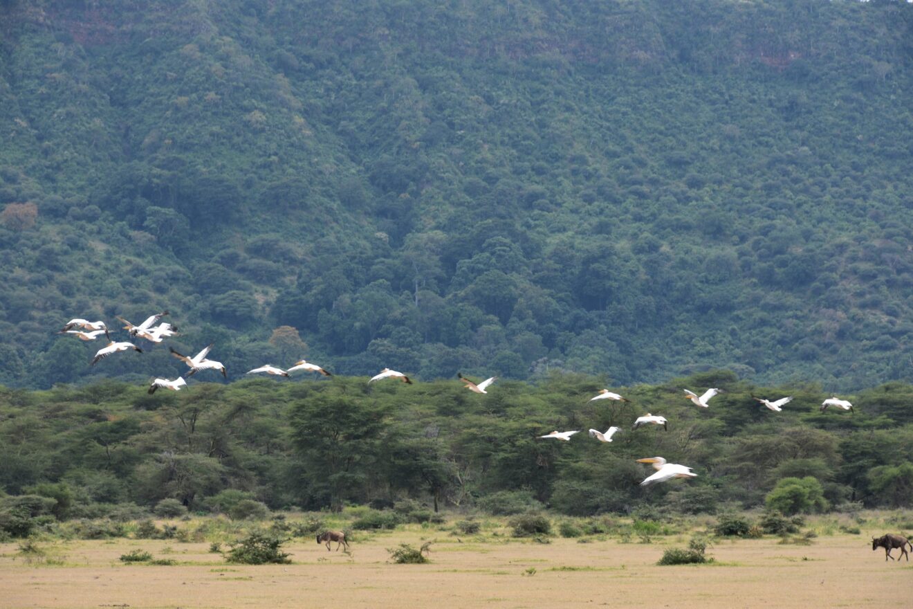Pelikane fliegen über Akazien vor der bewaldeten Grabenwand im Lake-Manyara-Nationalpark, unten zwei Gnus