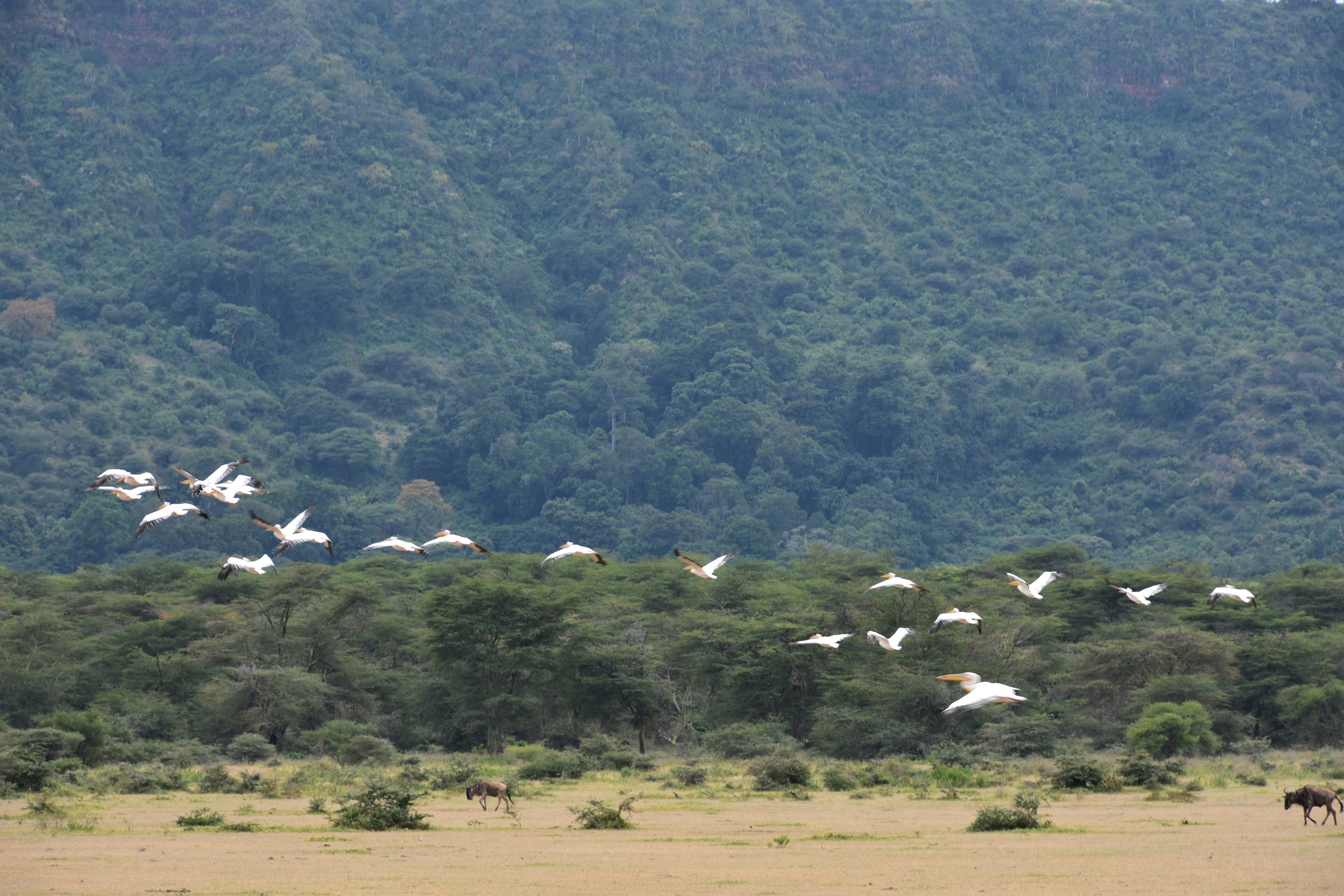 Pelikane fliegen über Akazien vor der bewaldeten Grabenwand im Lake-Manyara-Nationalpark, unten zwei Gnus