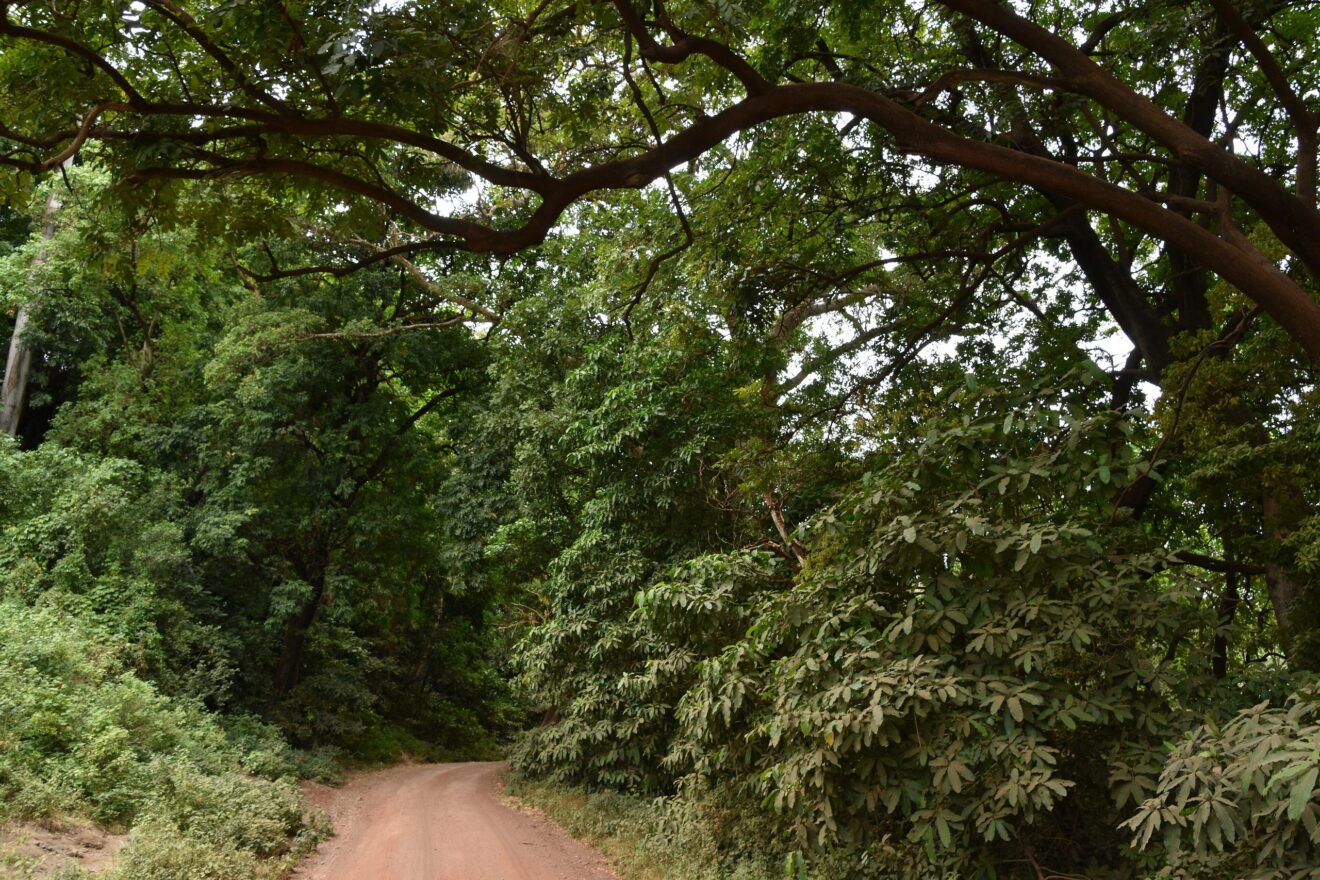 Eine rote Piste führt unter großen Bäumen durch den Grundwasserwald im Lake-Manyara-Nationalpark