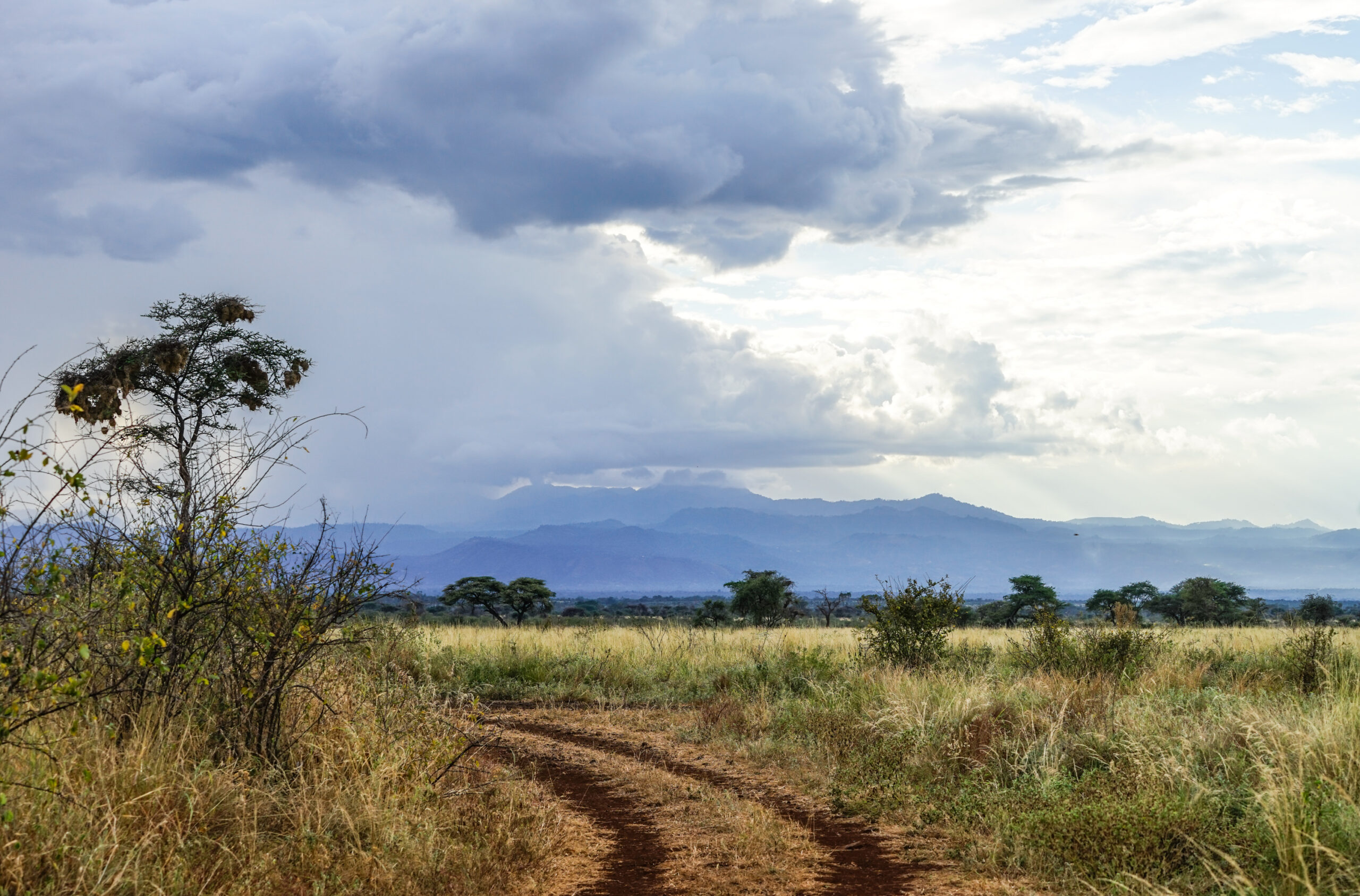Eine Piste führt durch die grüne Grassavanne des Meru-Nationalparks, darüber Regenwolken vor blauen Bergen