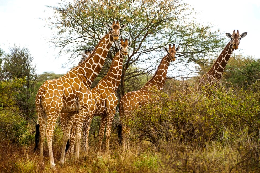 Fünf Netzgiraffen zwischen Akazien und dichtem Buschwerk im Meru-Nationalpark