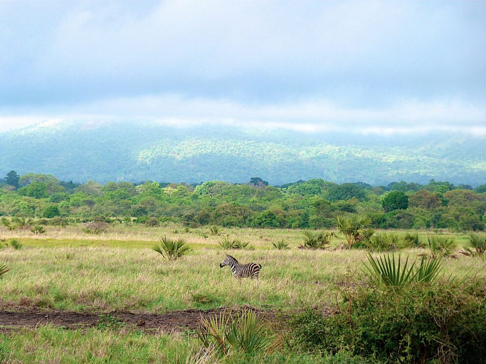 Ein Zebra steht im hellgrünen Gras zwischen niedrigen Fächerpalmen, dahinter dichter Wald und ein bewaldeter Hügel unter Wolken