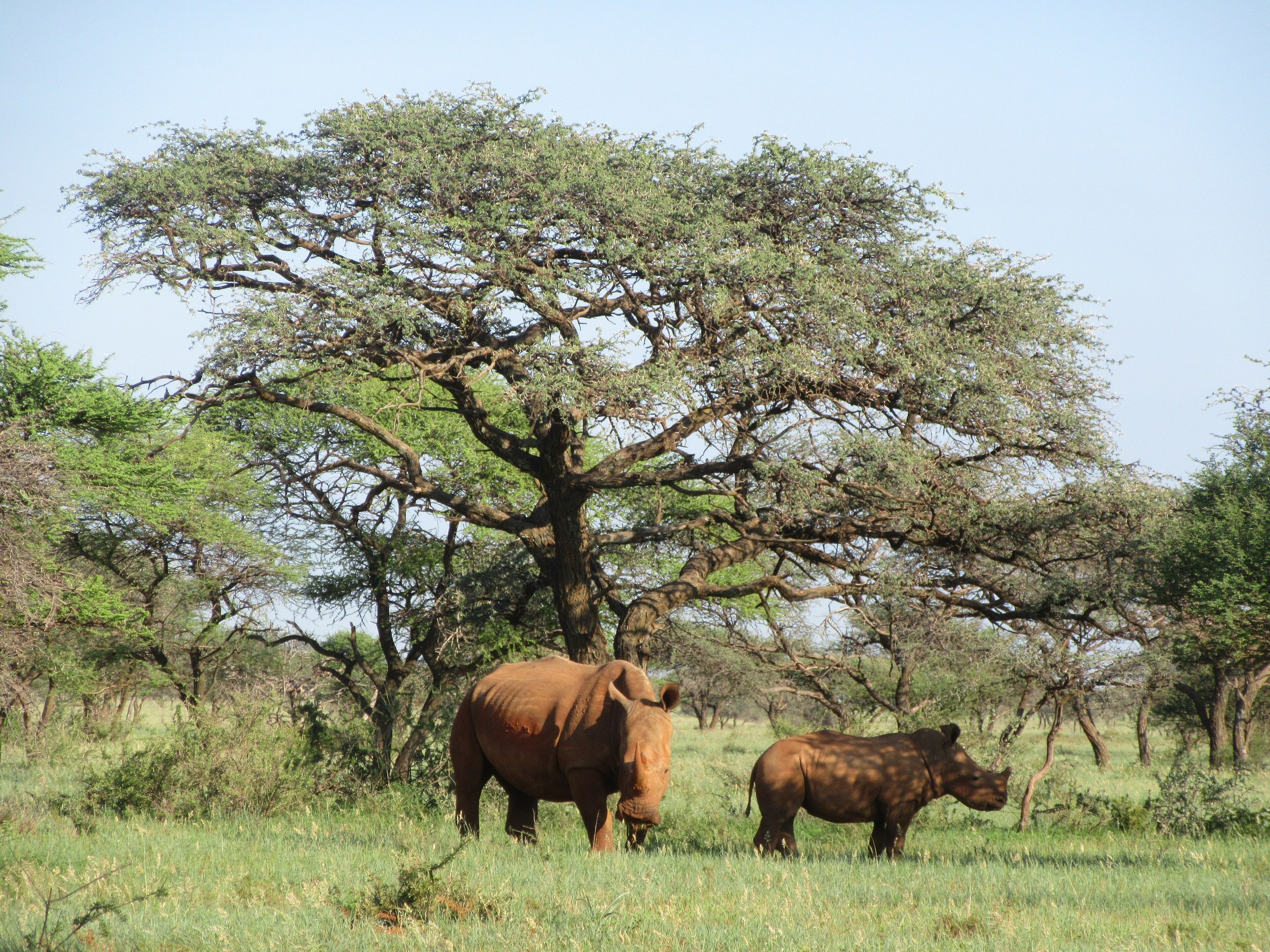 Ein Breitmaulnashorn und sein Jungtier grasen in grünem Gras vor einem großen Kameldornbaum, Mokala-Nationalpark