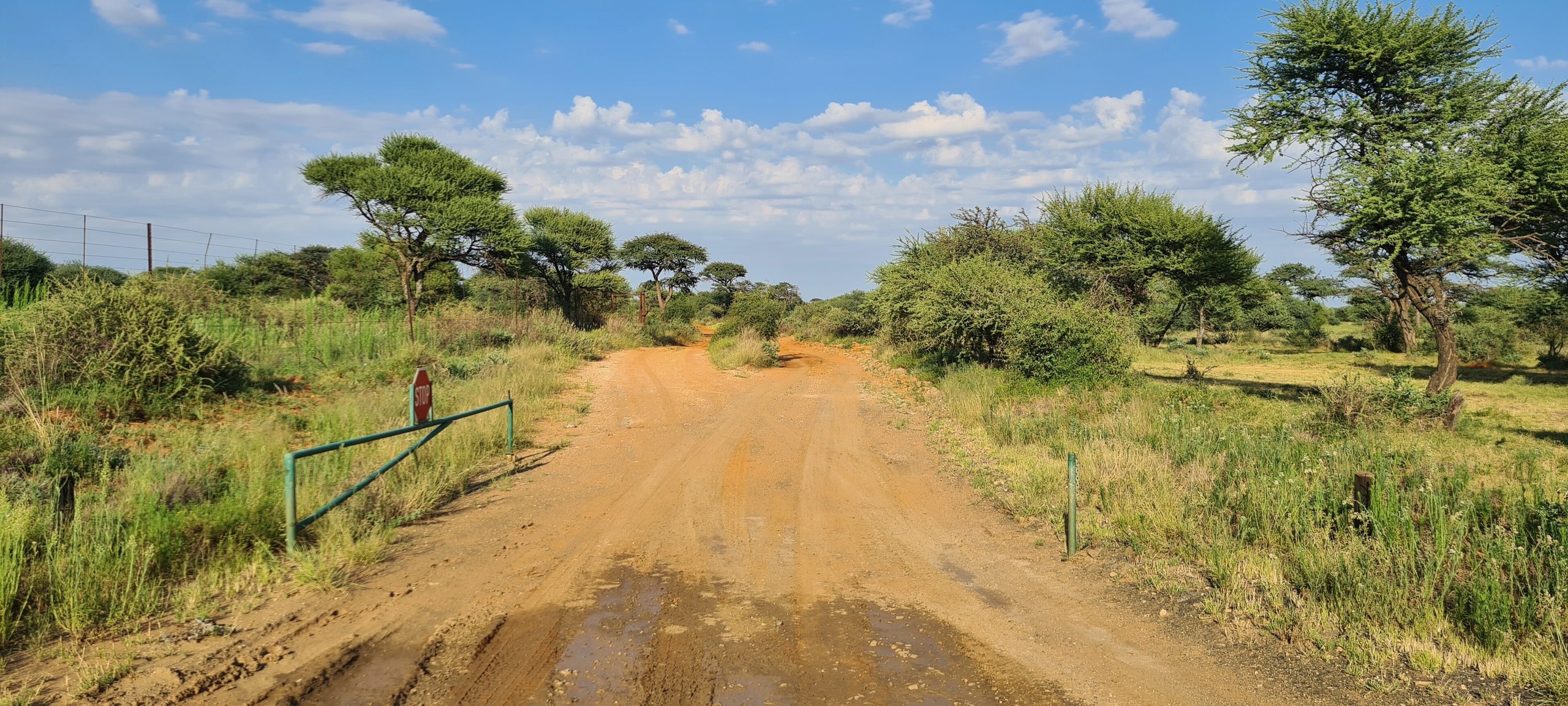Rote Schotterpiste mit geöffneter grüner Schranke und Stoppschild zwischen Büschen und Akazien am Tor Lilydale, Mokala-Nationalpark