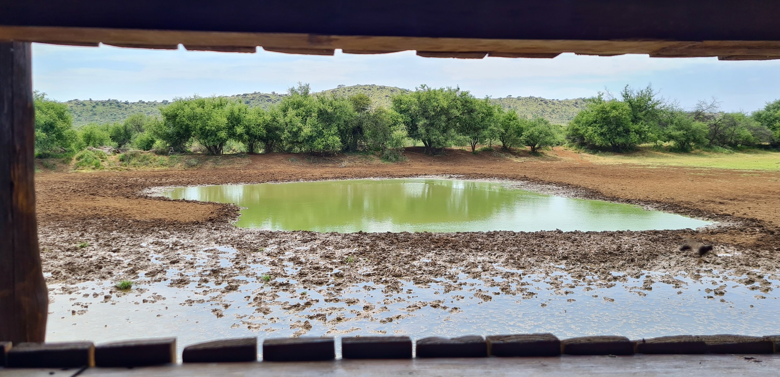 Blick durch die Öffnung einer Holzhütte auf ein grün schimmerndes Wasserloch mit Schlammufer, dahinter Büsche und Hügel, Mokala-Nationalpark