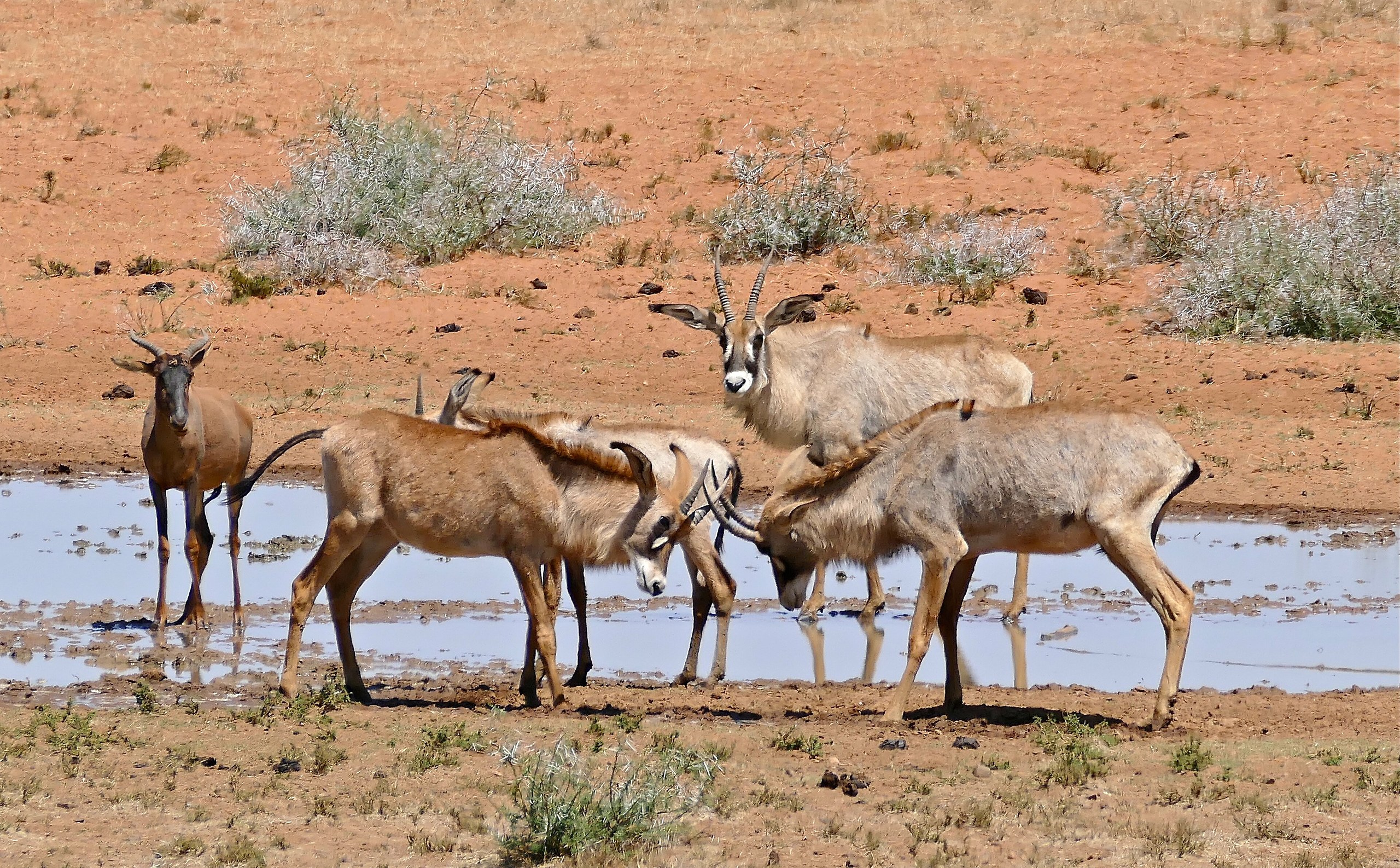 Eine Tsessebe und mehrere Pferdeantilopen stehen an einem flachen Wasserloch auf rotem Sand, Mokala-Nationalpark