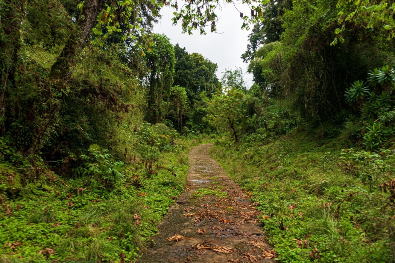 Ein schmaler Erdpfad führt durch dichten, grünen Bergwald mit Bambus und moosbehangenen Bäumen, Naro-Moru-Seite des Mount-Kenya-Nationalparks
