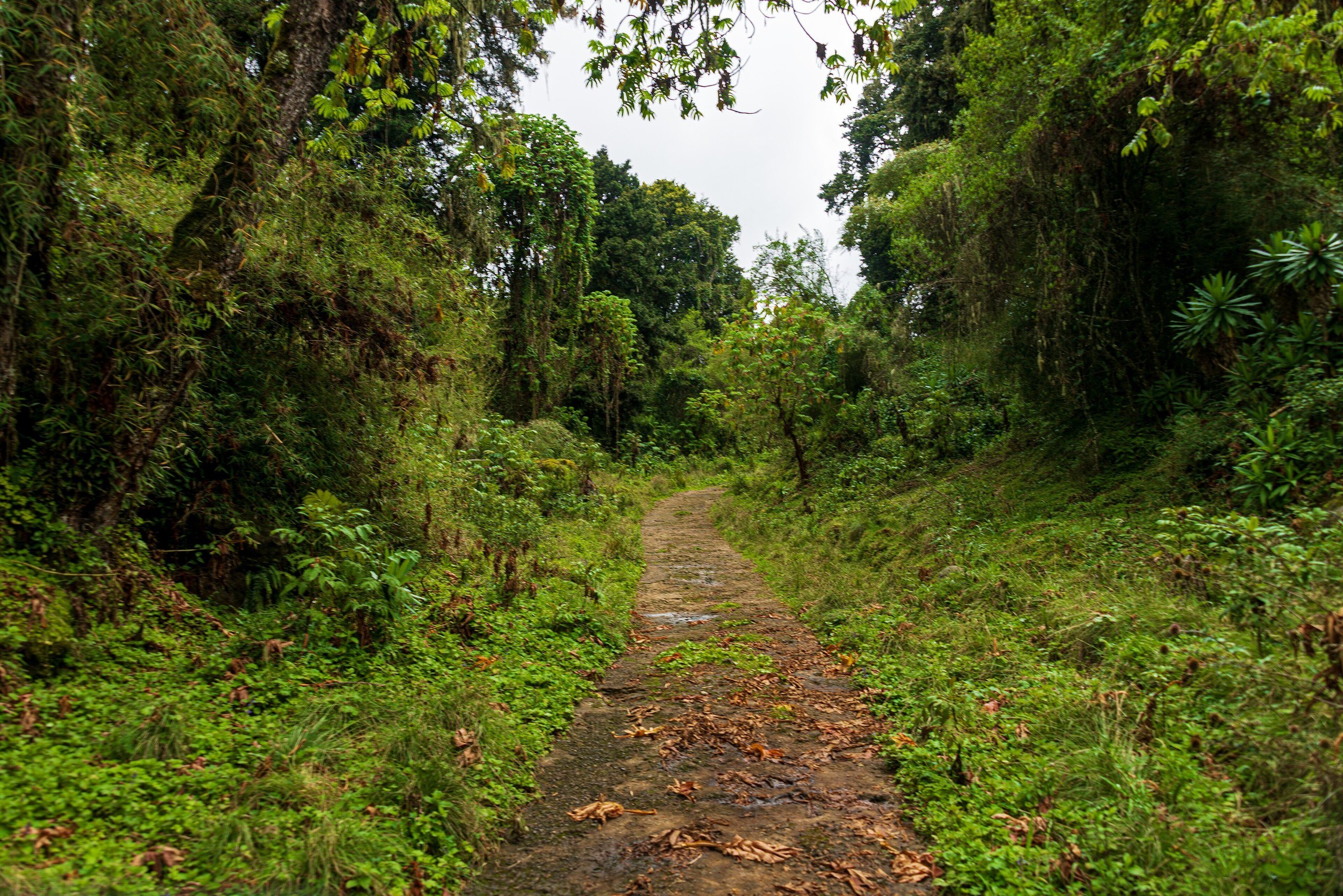 Ein schmaler Erdpfad führt durch dichten, grünen Bergwald mit Bambus und moosbehangenen Bäumen, Naro-Moru-Seite des Mount-Kenya-Nationalparks