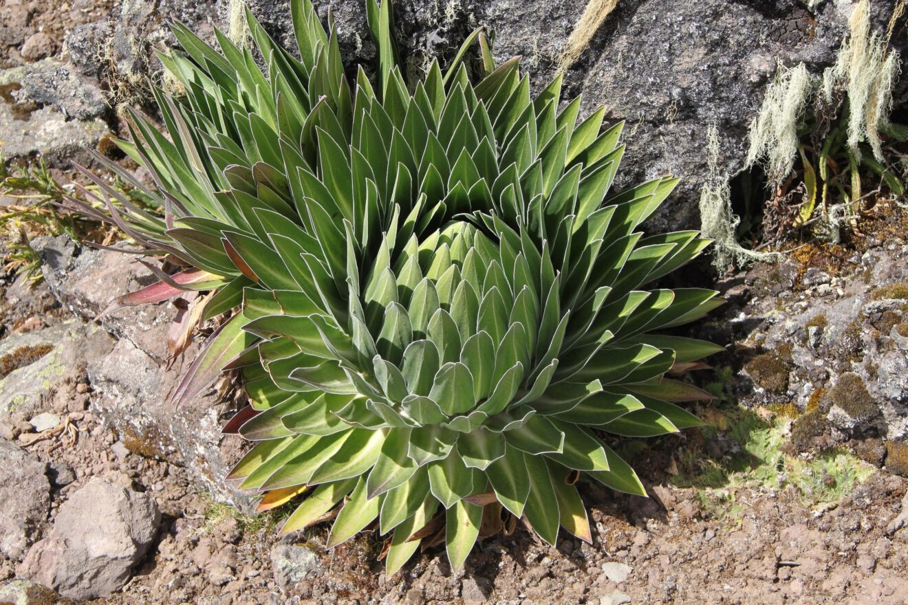 Rosette einer Riesenlobelie mit silbrig behaarten Blättern zwischen Felsen, Hall Tarns an der Chogoria-Route auf rund 4.300 Metern