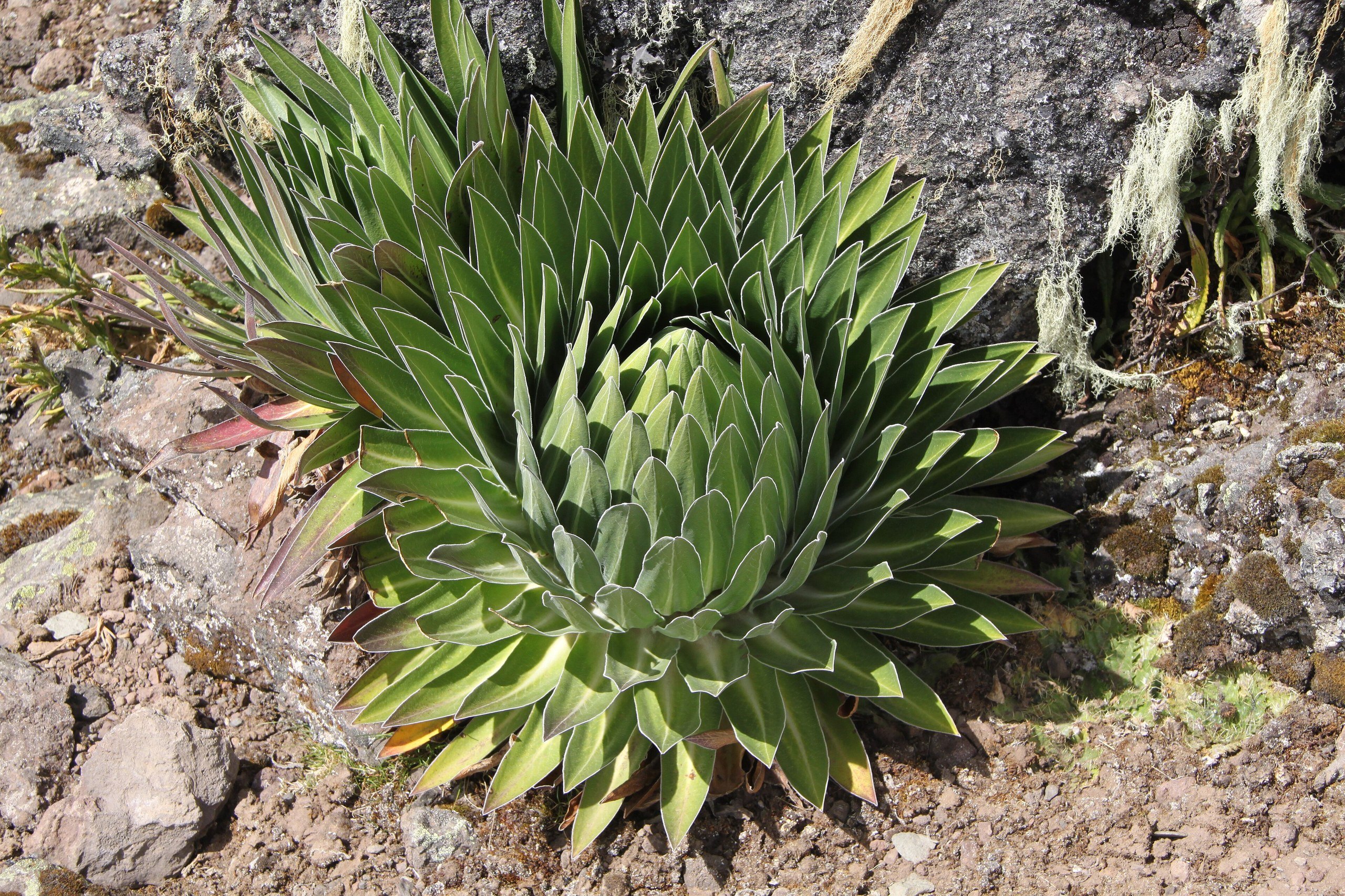 Rosette einer Riesenlobelie mit silbrig behaarten Blättern zwischen Felsen, Hall Tarns an der Chogoria-Route auf rund 4.300 Metern