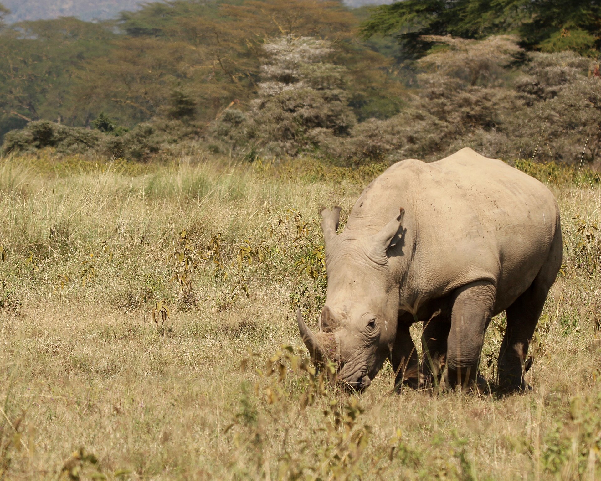 Breitmaulnashorn am Nakurusee, nicht im Meru, 2018