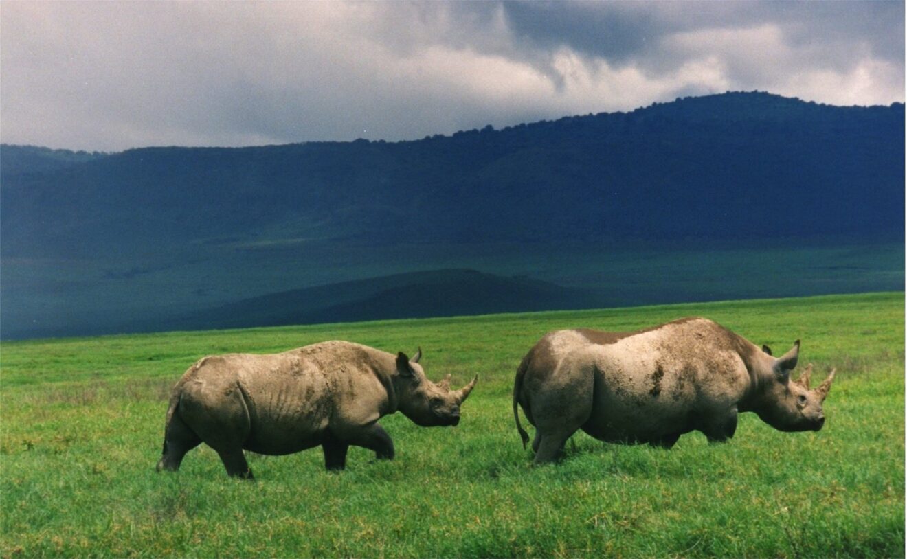 Zwei Spitzmaulnashörner gehen über grünes Gras auf dem Boden des Ngorongoro-Kraters, dahinter die Kraterwand