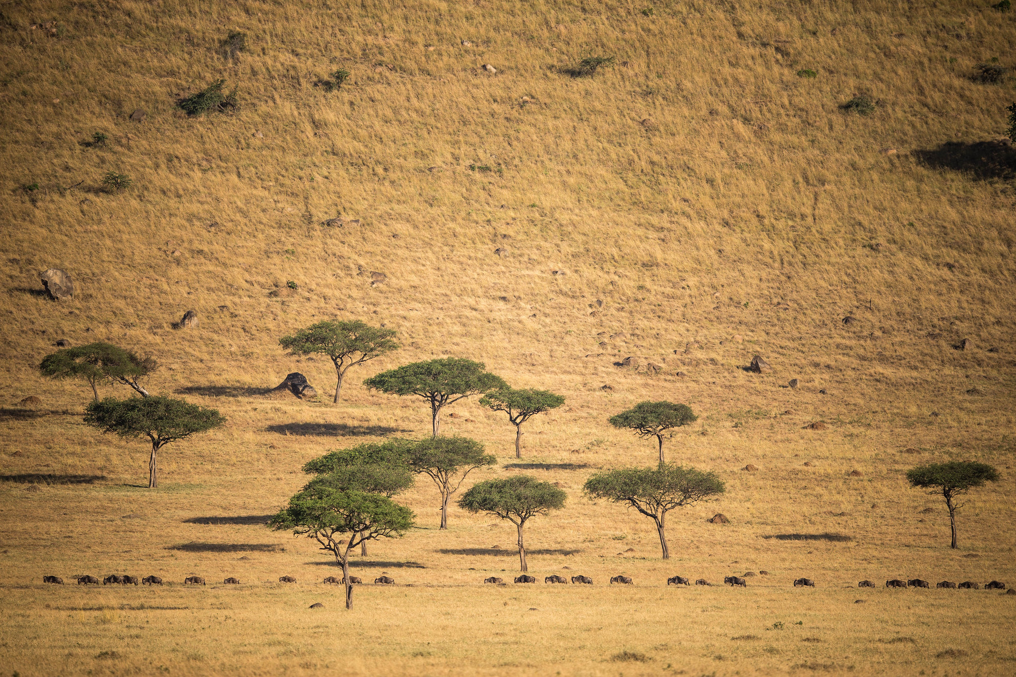 Eine lange Reihe Gnus am Fuß eines grasbewachsenen Hangs mit verstreuten Akazien und Felsblöcken