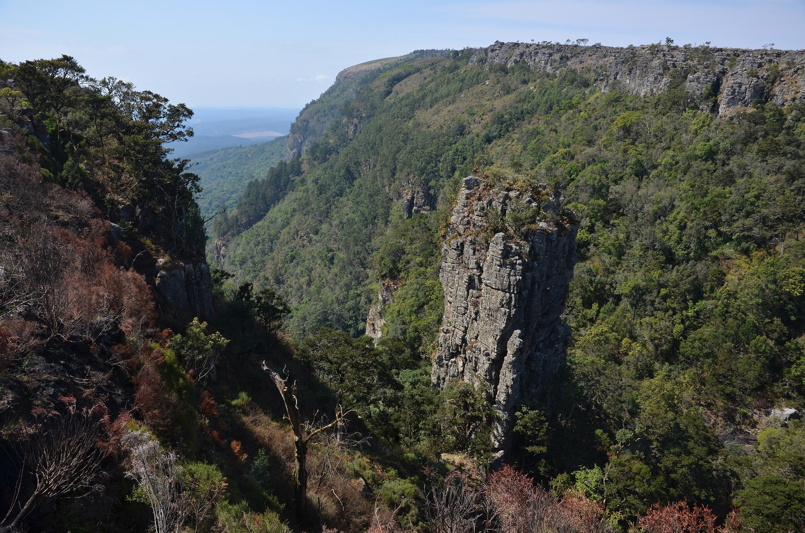 Die Felsnadel Pinnacle Rock steht frei vor bewaldeten Felswänden am Escarpment bei Graskop