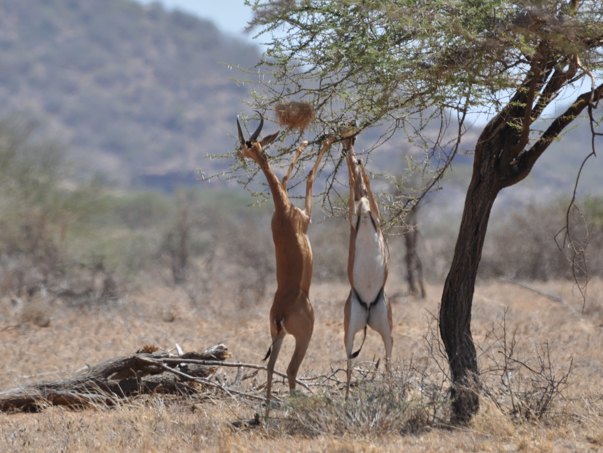Zwei Gerenuks stehen auf den Hinterbeinen und fressen an einer Akazie im Samburu-Nationalreservat