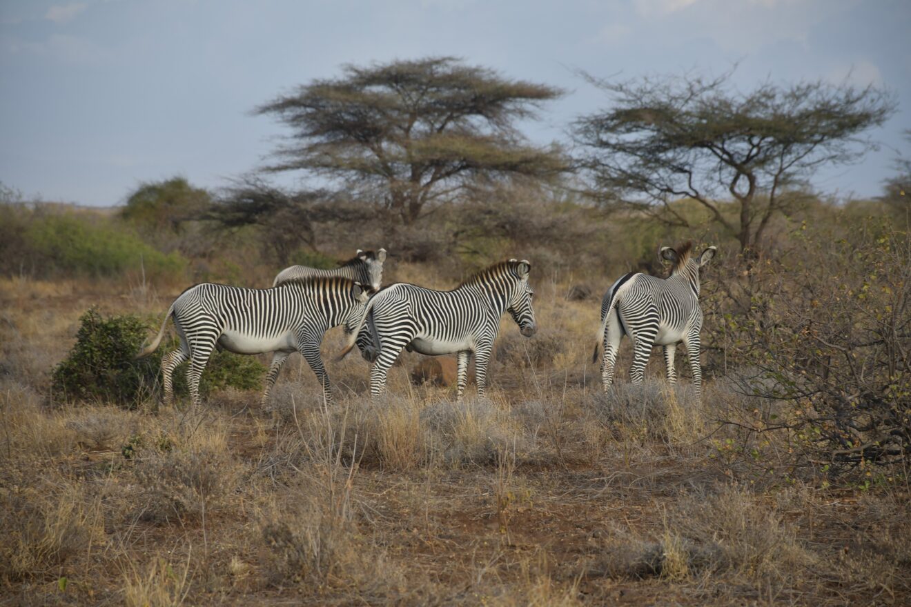 Vier Grevyzebras im trockenen Buschland unter Schirmakazien im Samburu-Nationalreservat
