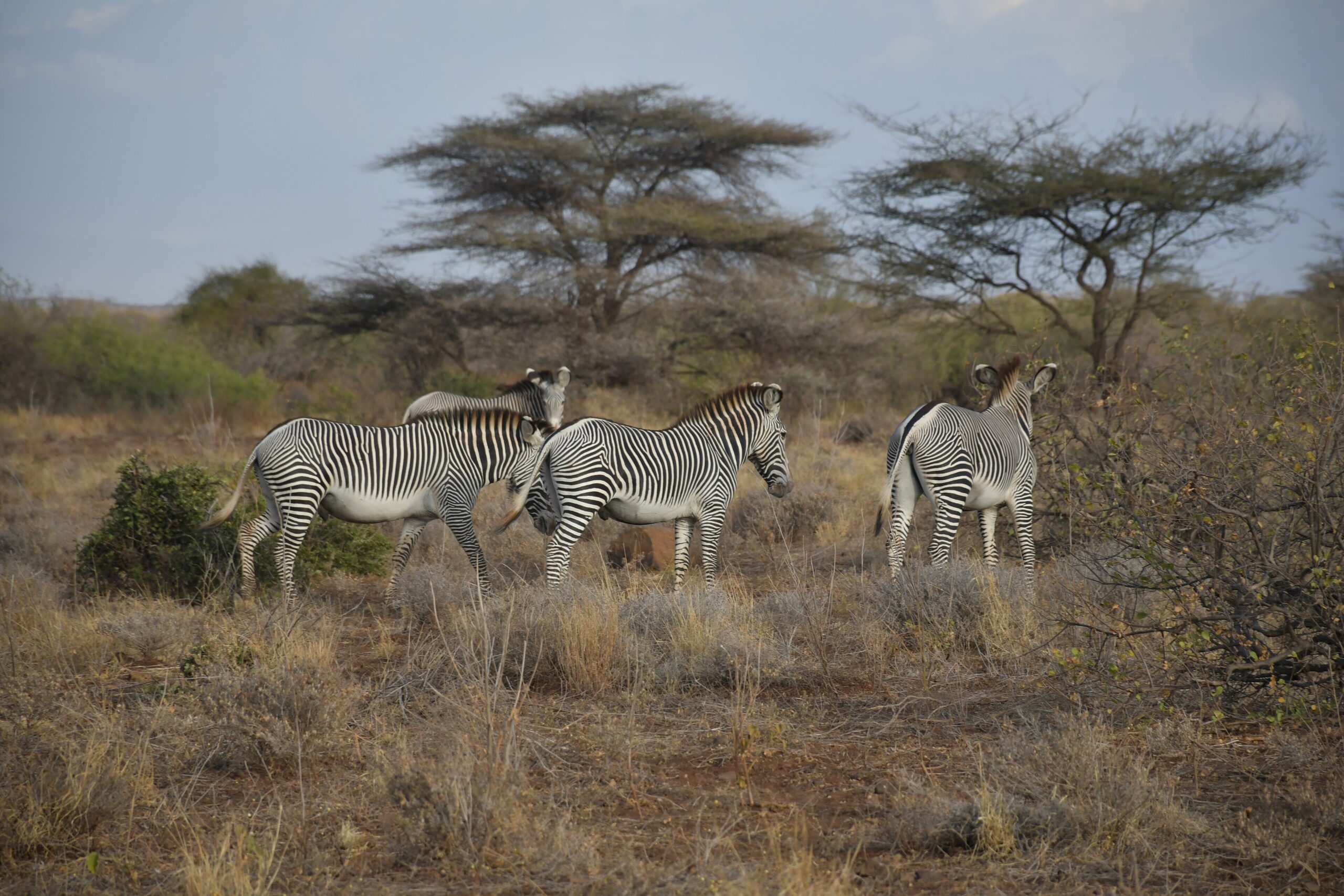 Vier Grevyzebras im trockenen Buschland unter Schirmakazien im Samburu-Nationalreservat