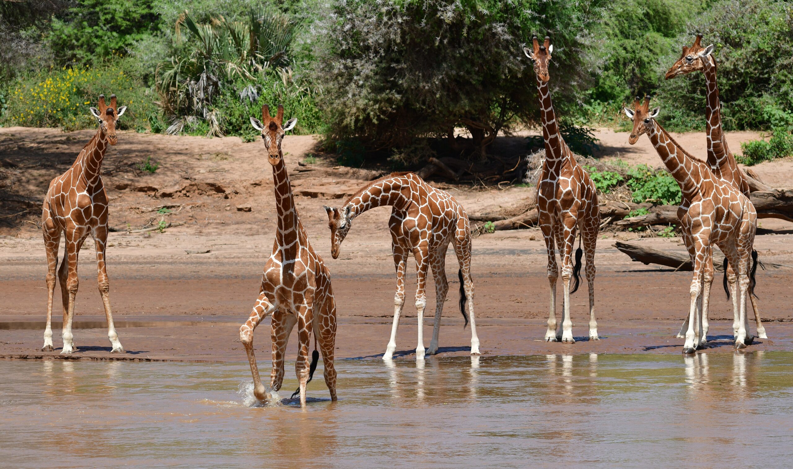Sechs Netzgiraffen stehen im seichten Wasser des Uaso Nyiro im Samburu-Nationalreservat