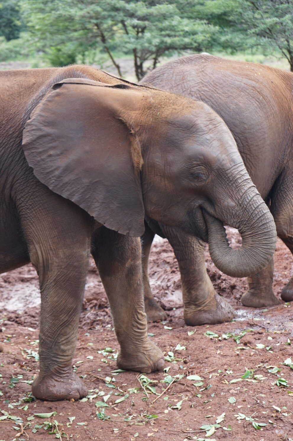 Ein junger Elefant mit großen Ohren rollt den Rüssel zum Maul ein, auf dem roten Boden liegen frische Blätter