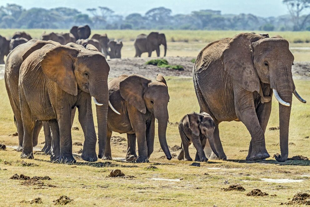 Eine Elefantenfamilie mit einem kleinen Kalb läuft über eine trockene Grasebene, dahinter weitere Elefanten und Akazien