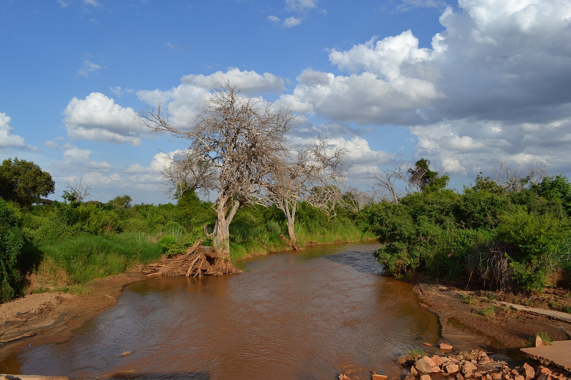 Rotbraunes Wasser des Voi-Flusses zwischen grünem Busch und kahlen Bäumen unter Wolken