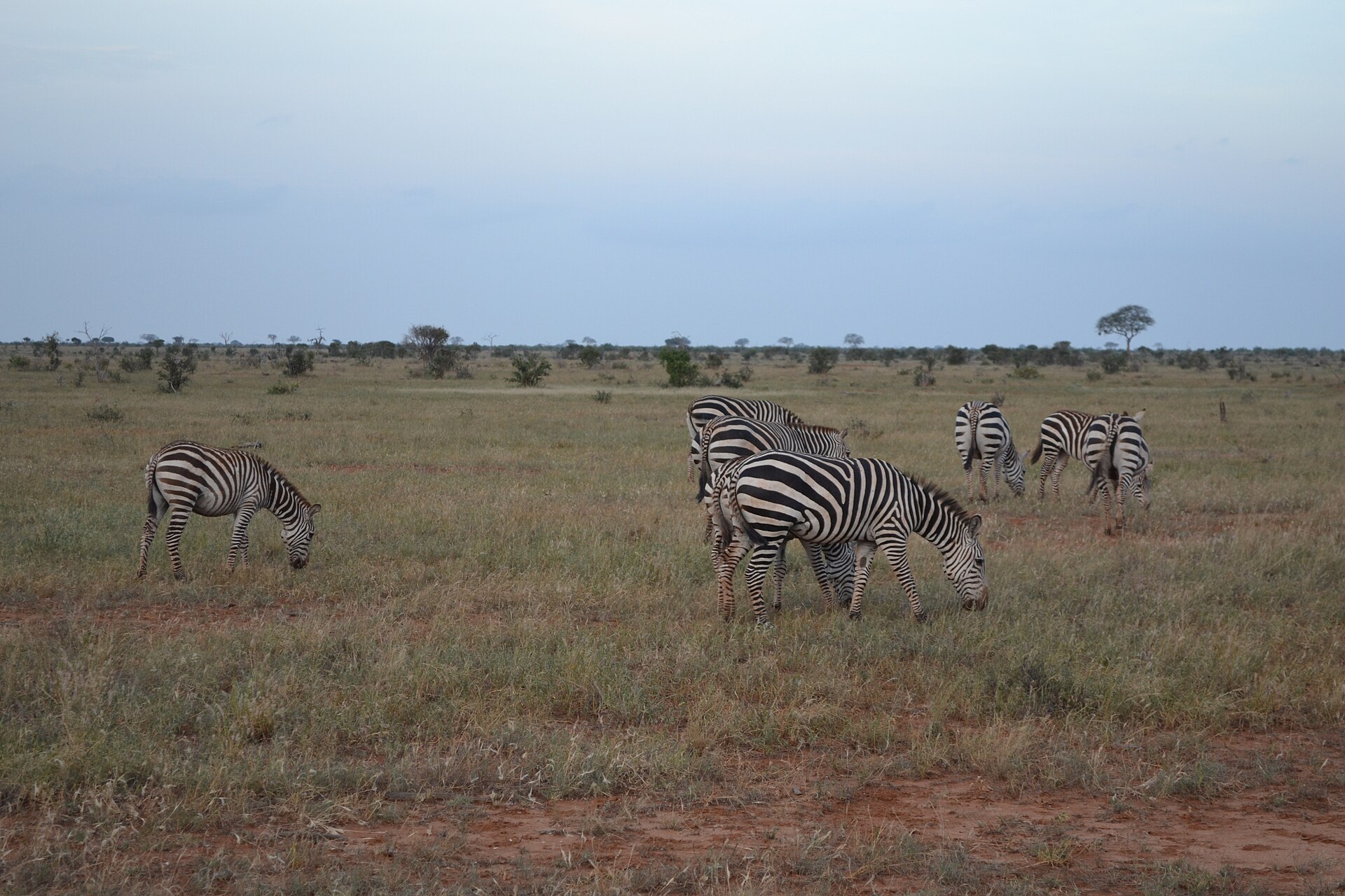 Eine Gruppe Steppenzebras grast auf trockenem Gras in der flachen Savanne