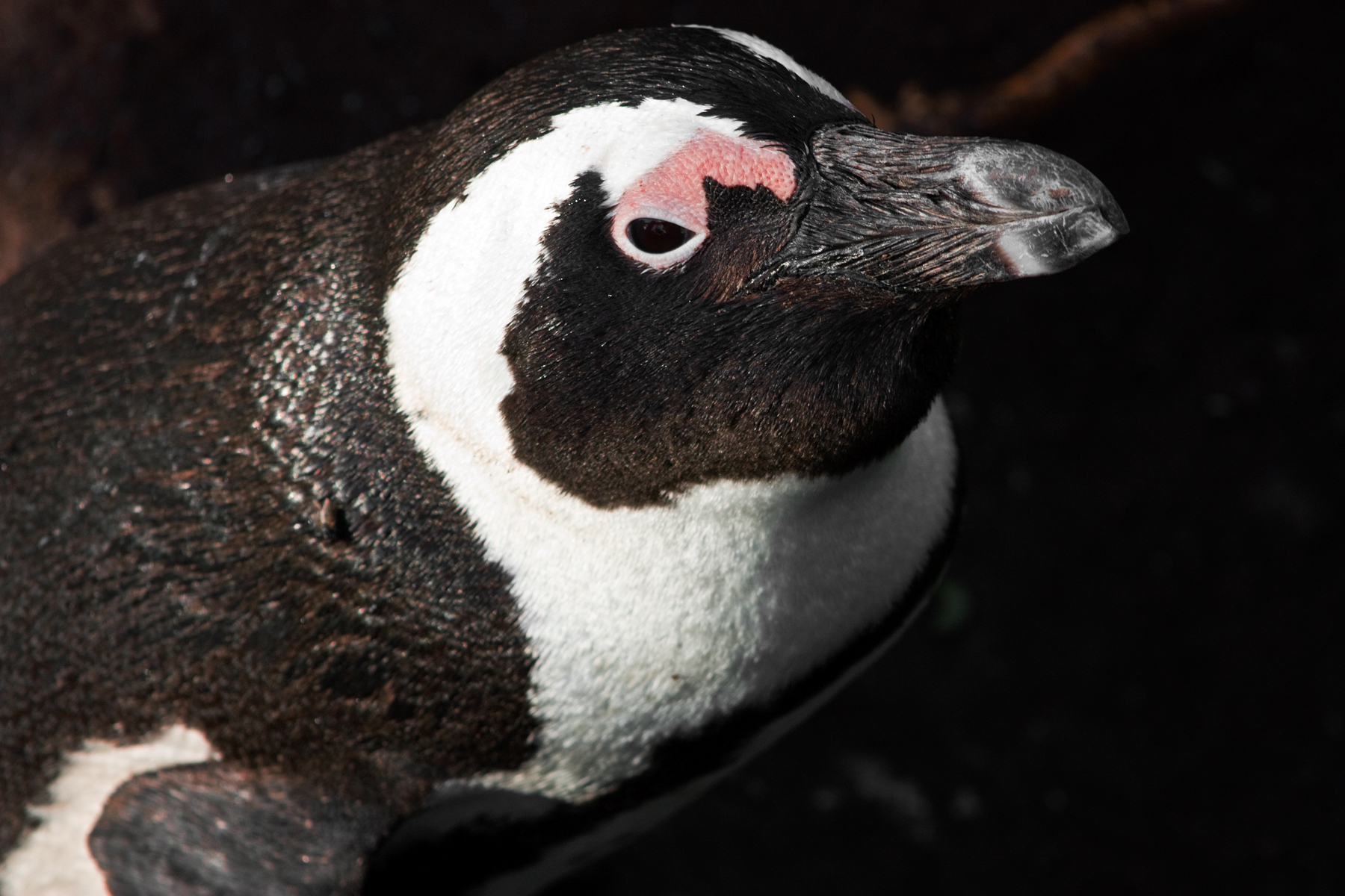 Brillenpinguin am Boulders Beach