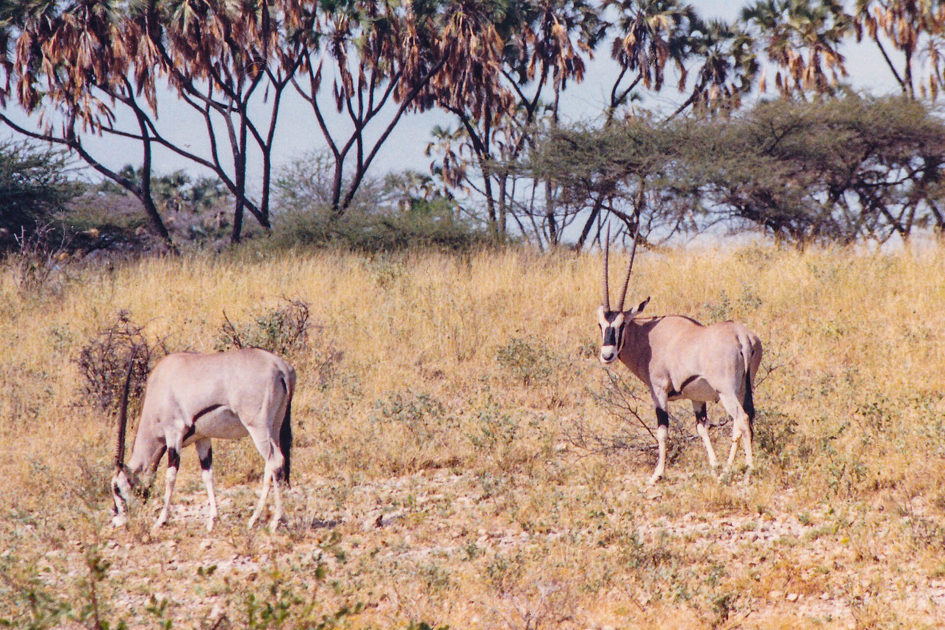 Zwei Beisa-Oryx in Buffalo Springs, 1988