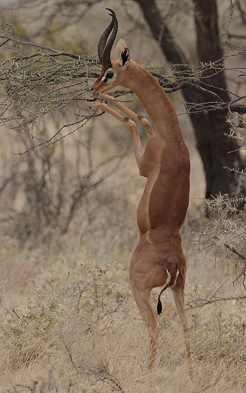 Gerenuk-Bock frisst auf den Hinterbeinen, Buffalo Springs/Samburu
