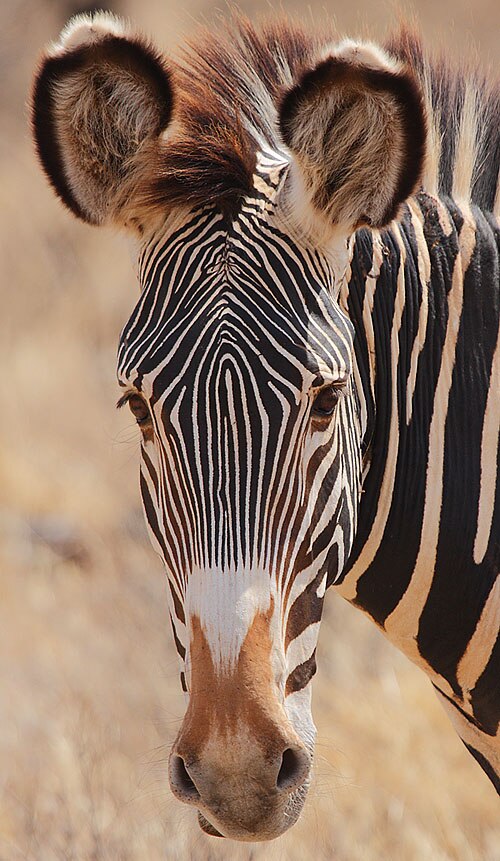 Grevyzebra-Hengst in Buffalo Springs