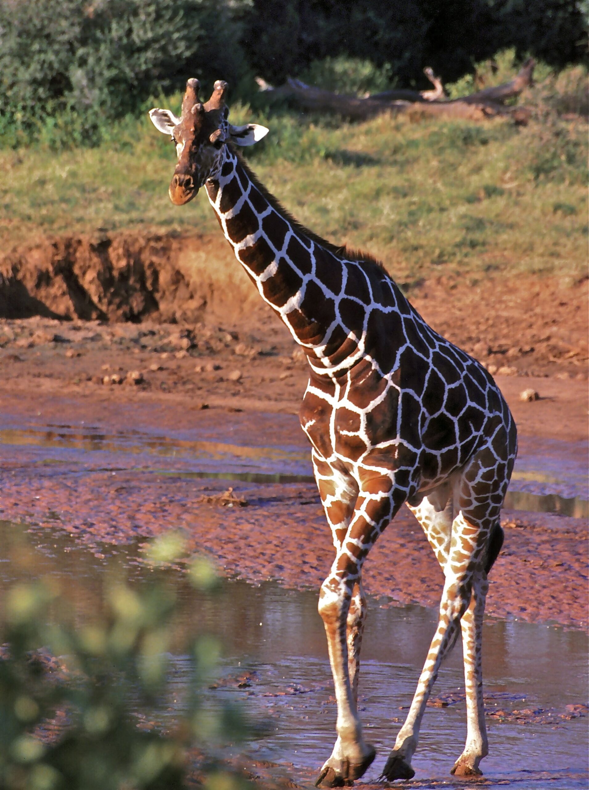 Netzgiraffe am Uaso Nyiro, Samburu, 2004