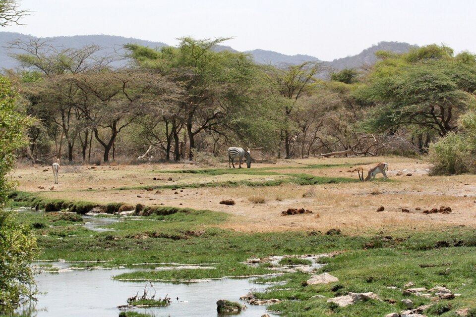 Ein klarer, flacher Bach fließt durch eine grüne Wiese, dahinter grasen ein Zebra und zwei Gazellen vor Akazien und einer Bergkette.