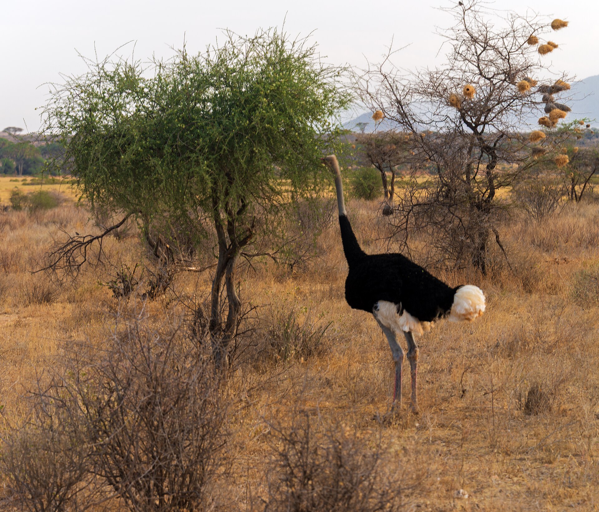 Somalistrauß-Hahn in Samburu, gleich nebenan