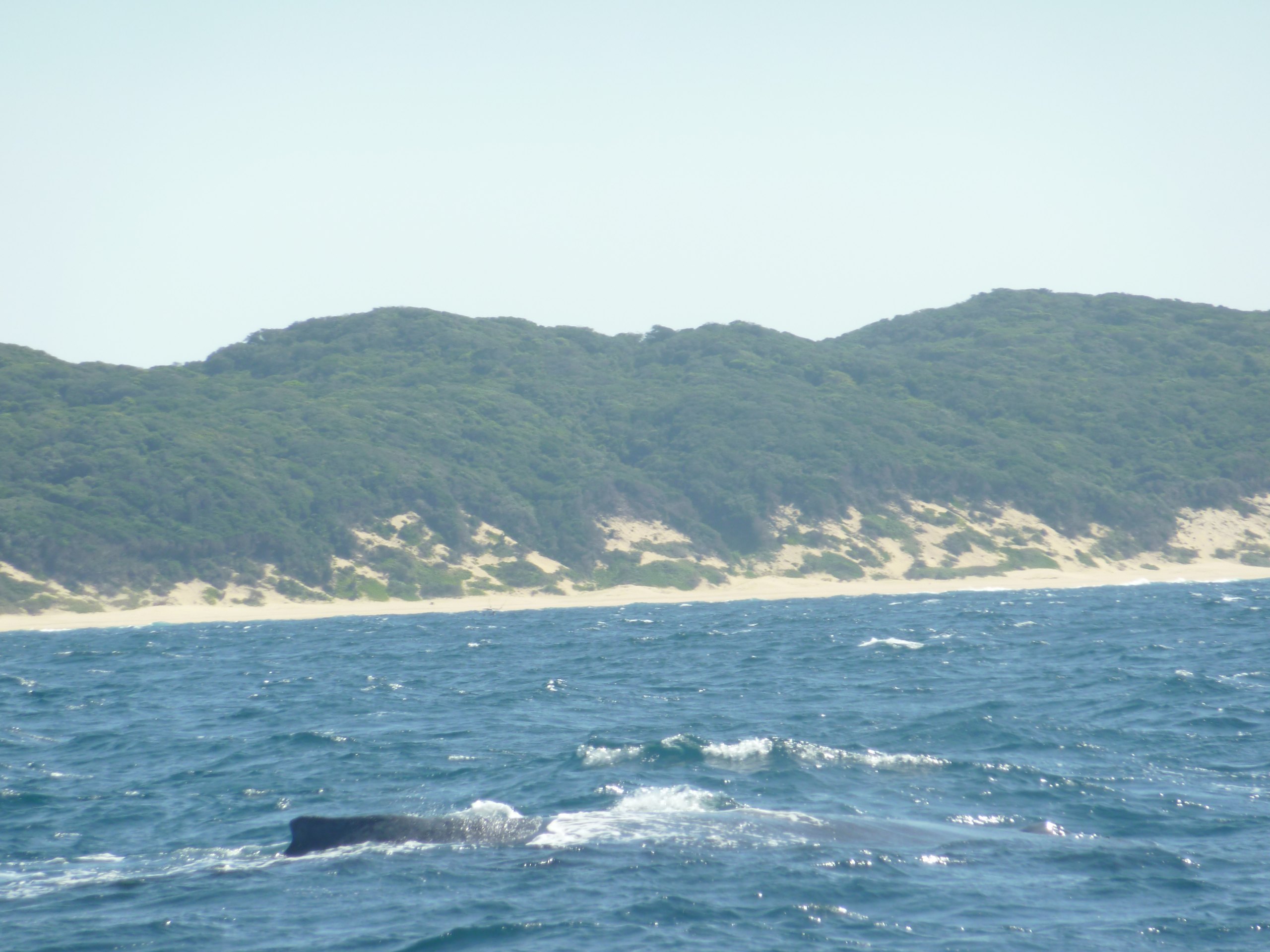 Der Rücken eines Buckelwals taucht vor der bewaldeten Dünenküste bei Sodwana Bay auf