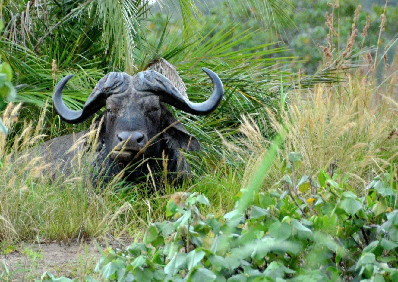 Ein Kaffernbüffel liegt zwischen Gras und Palmwedeln im iSimangaliso-Wetland-Park