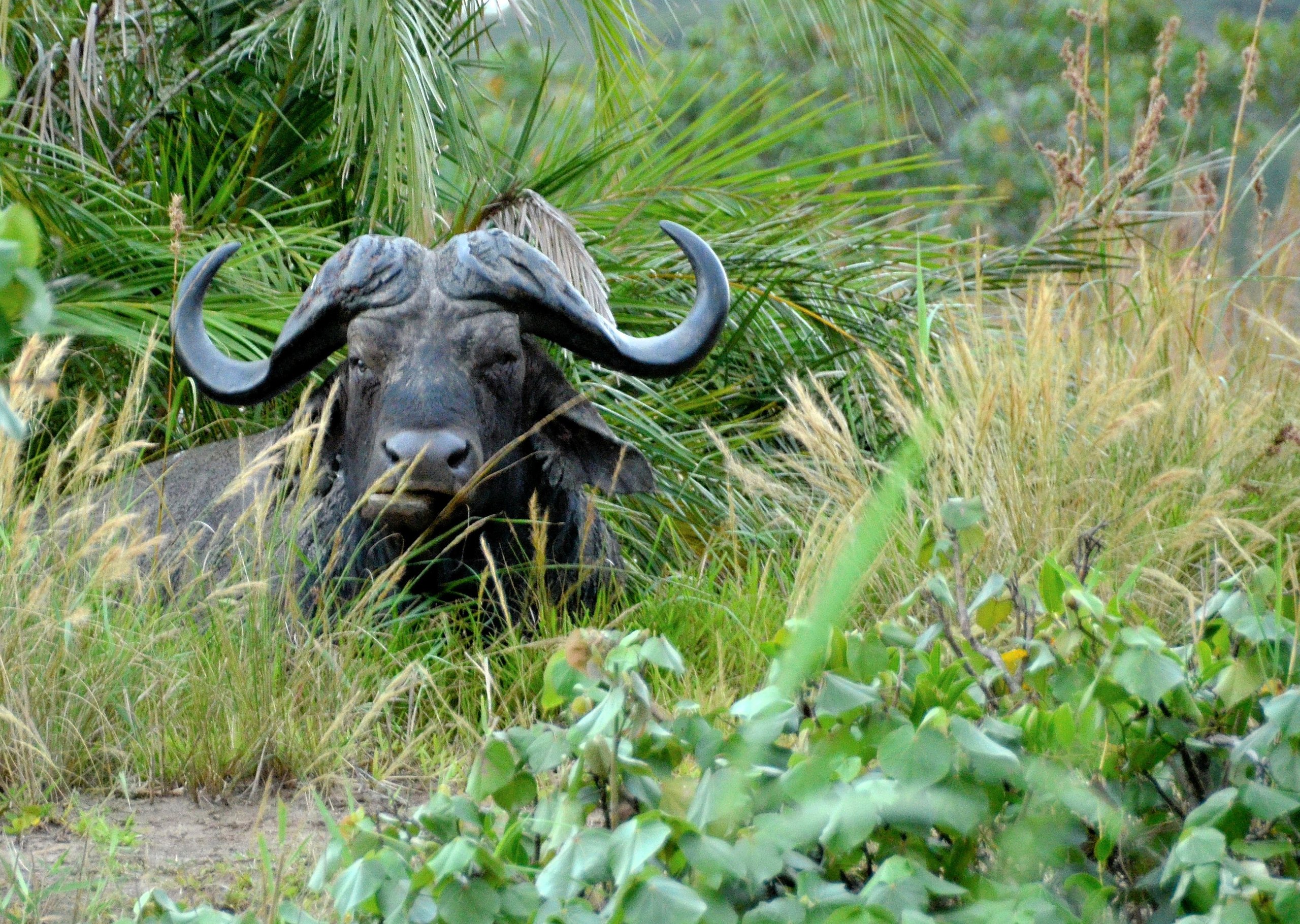 Ein Kaffernbüffel liegt zwischen Gras und Palmwedeln im iSimangaliso-Wetland-Park