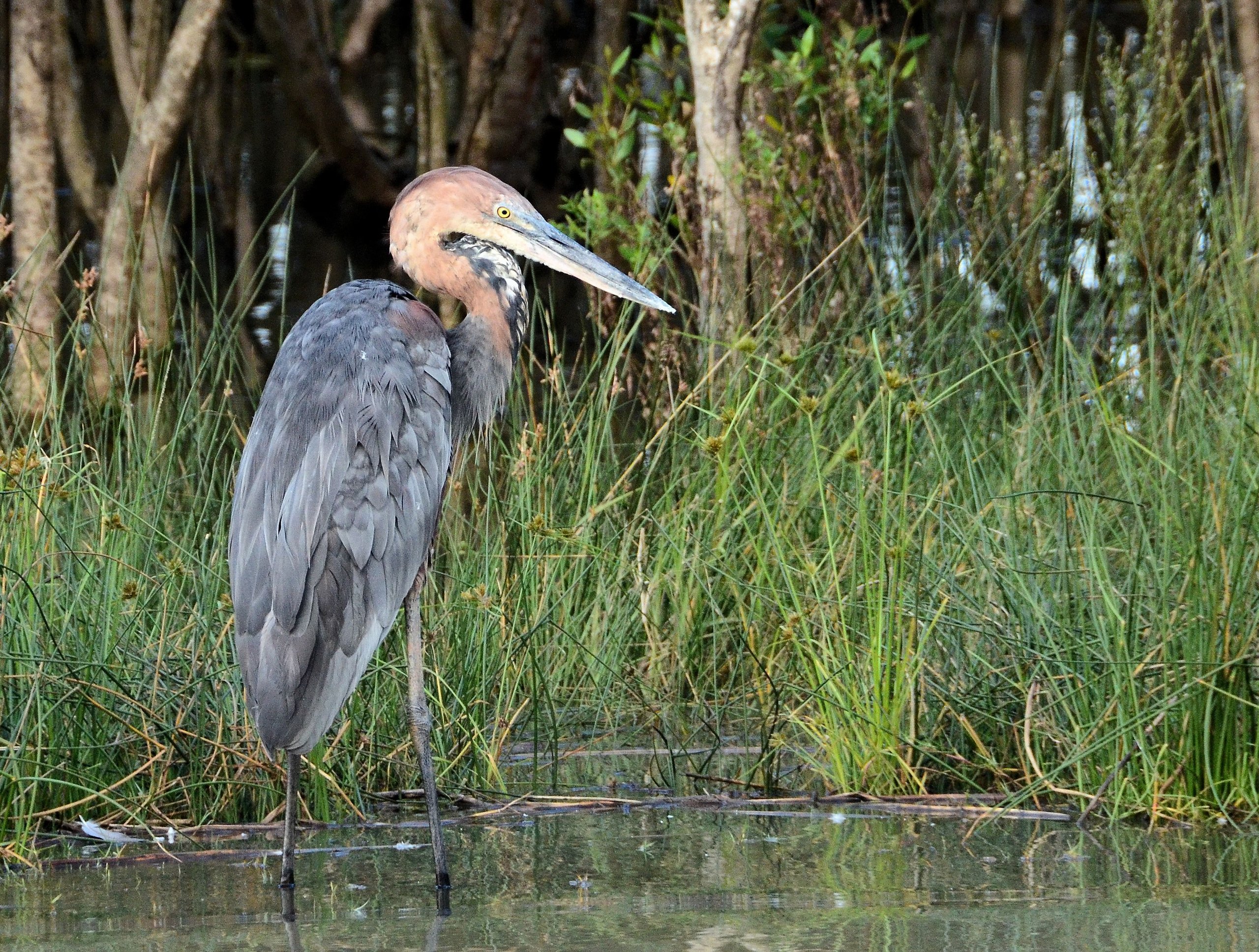 Ein Goliathreiher steht im flachen Wasser vor Schilf und Sumpfwald im iSimangaliso-Wetland-Park