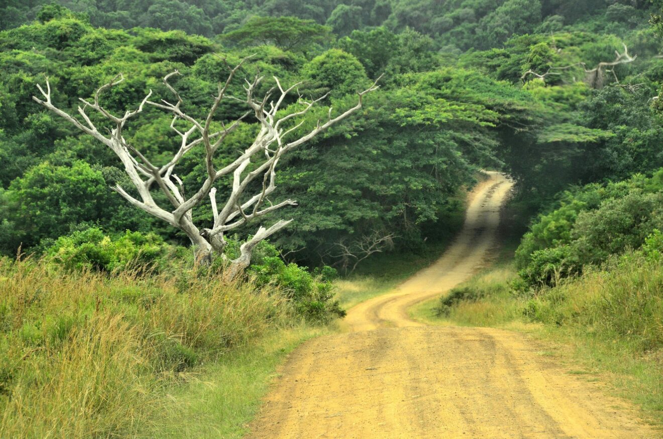Eine Sandpiste führt durch Grasland und dichten Küstenwald im iSimangaliso-Wetland-Park