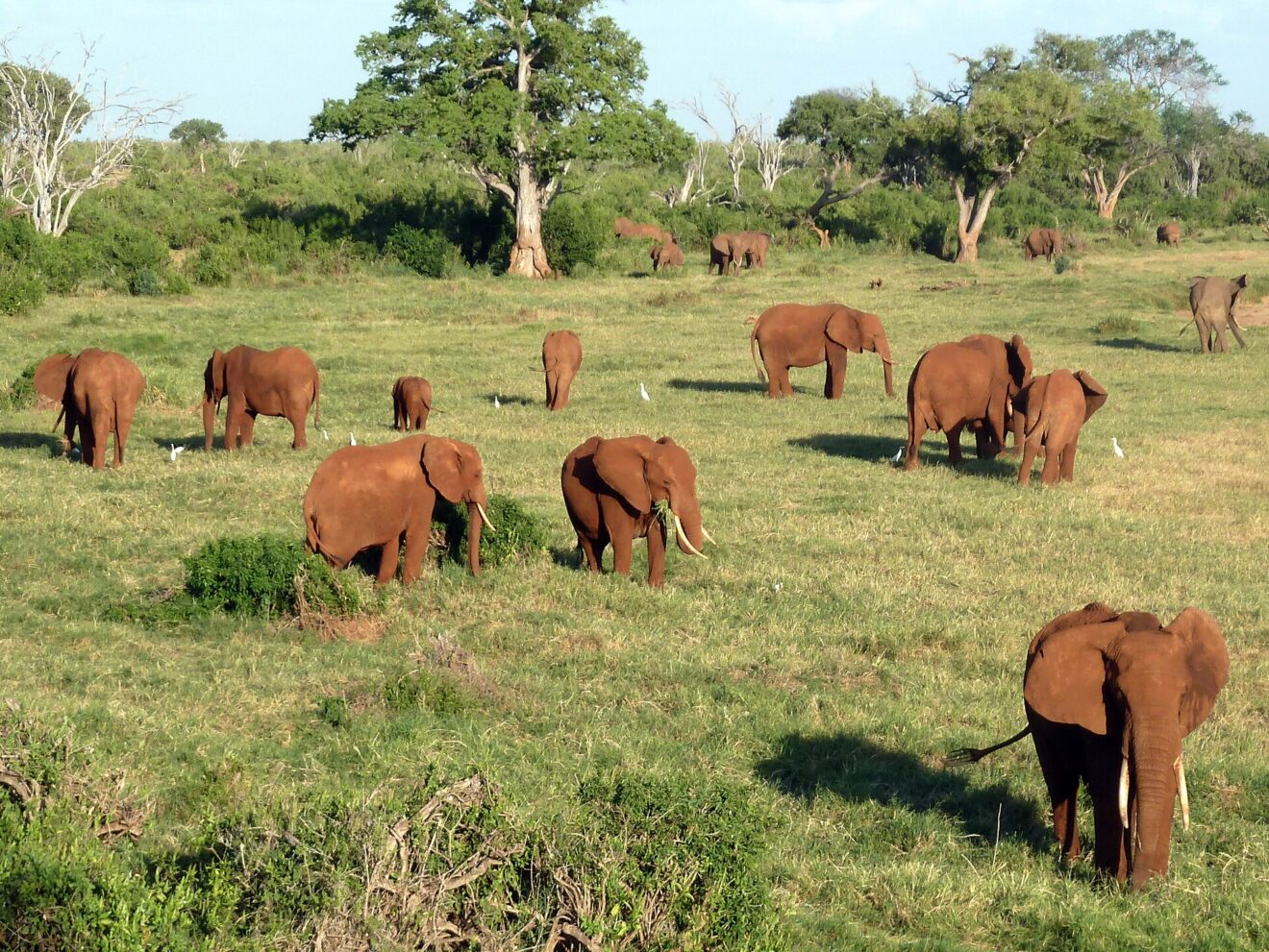 Eine große Gruppe roter Elefanten grast auf einer grünen Wiese, dazwischen weiße Kuhreiher, dahinter Bäume