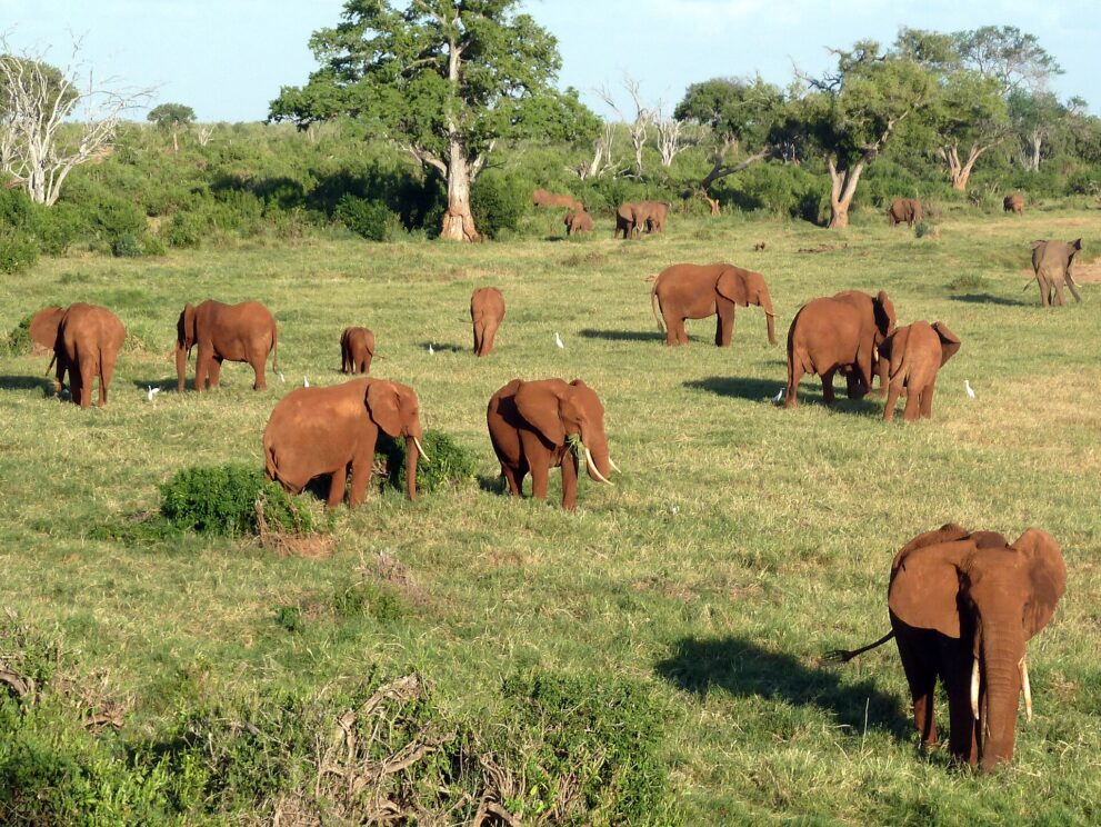Eine große Gruppe roter Elefanten grast auf einer grünen Wiese, dazwischen weiße Kuhreiher, dahinter Bäume