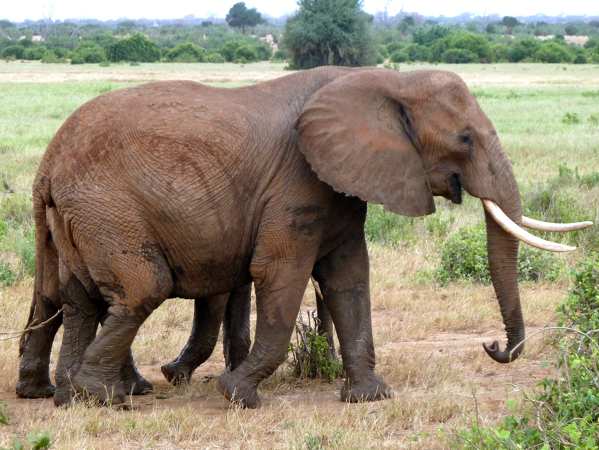 Elefanten wenige hundert Meter vom Sumpf