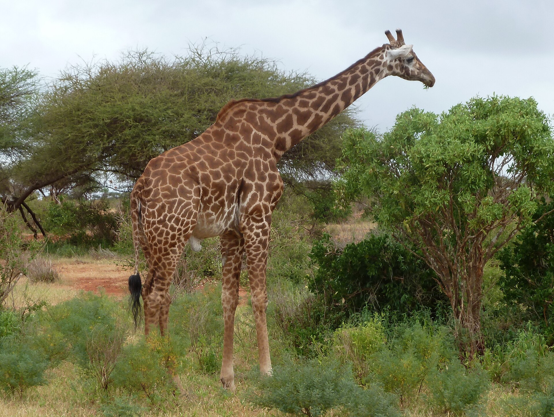 Giraffe im Busch, rund 2 km westlich des Sumpfs
