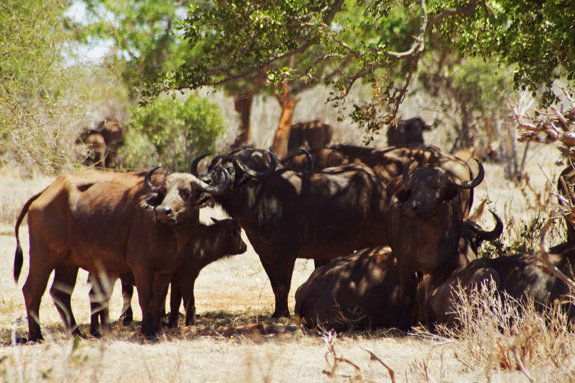 Büffelherde im Schatten eines Baums im Tsavo Ost