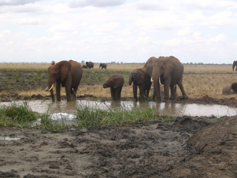 Elefantenfamilie trinkt an einer kleinen Wasserstelle im Tsavo Ost