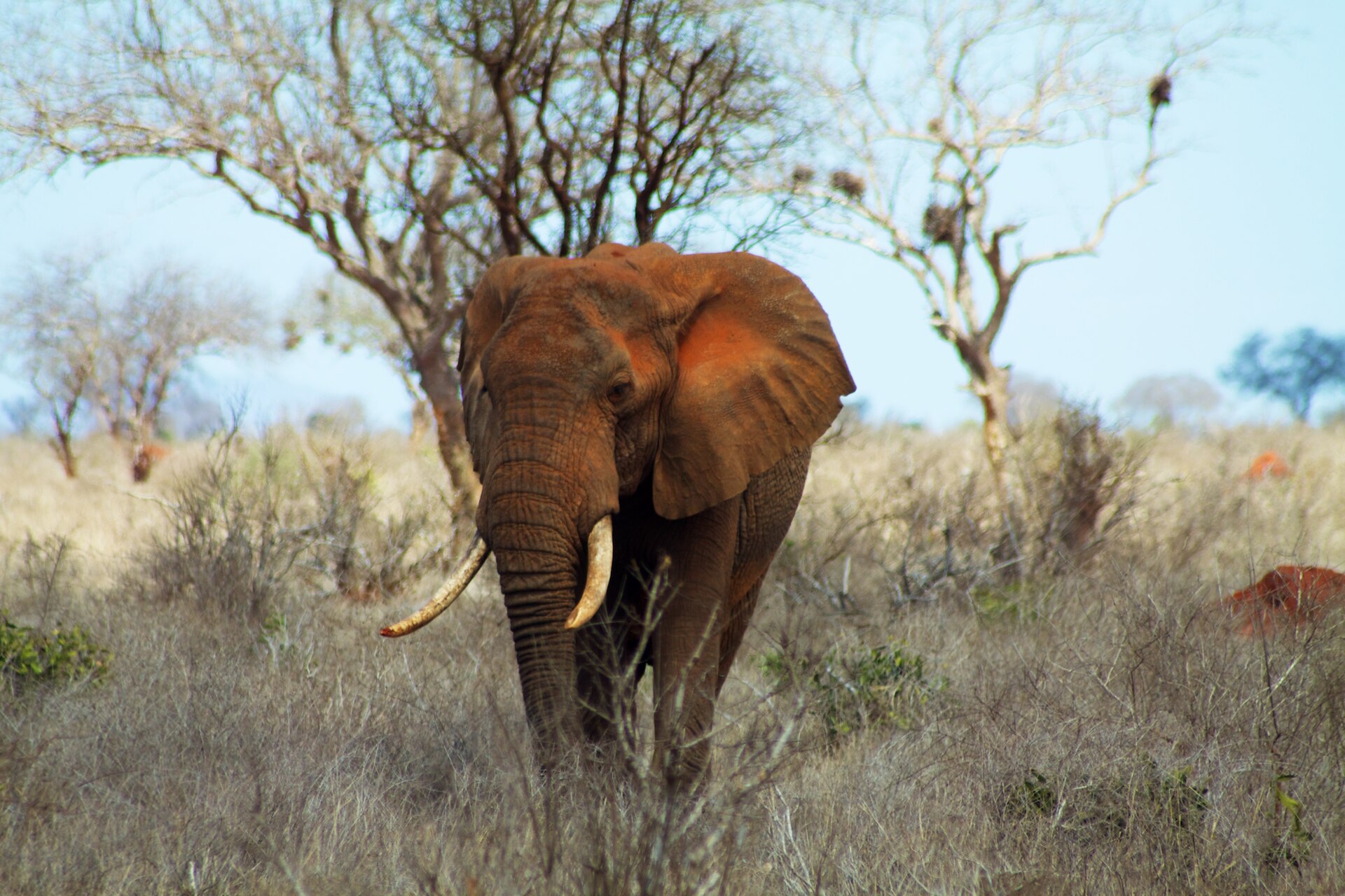 Elefantenbulle mit rot gefärbter Haut im trockenen Busch des Tsavo Ost