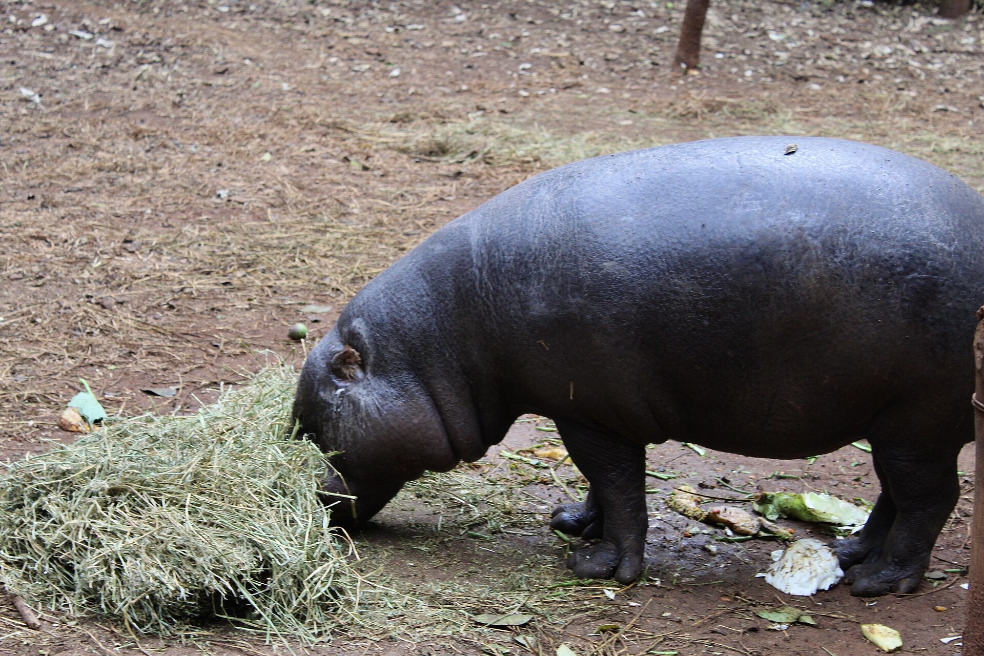 Zwergflusspferd im Gehege, Nairobi-Nationalpark