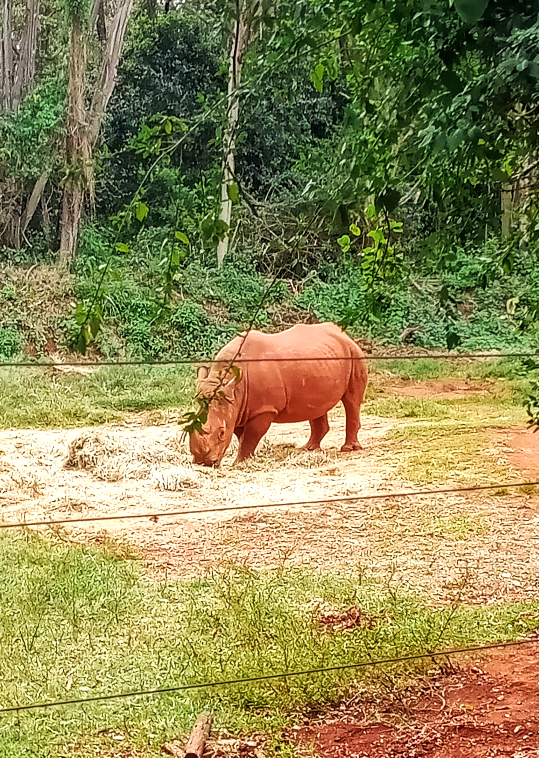 Breitmaulnashorn im Nairobi Safari Walk