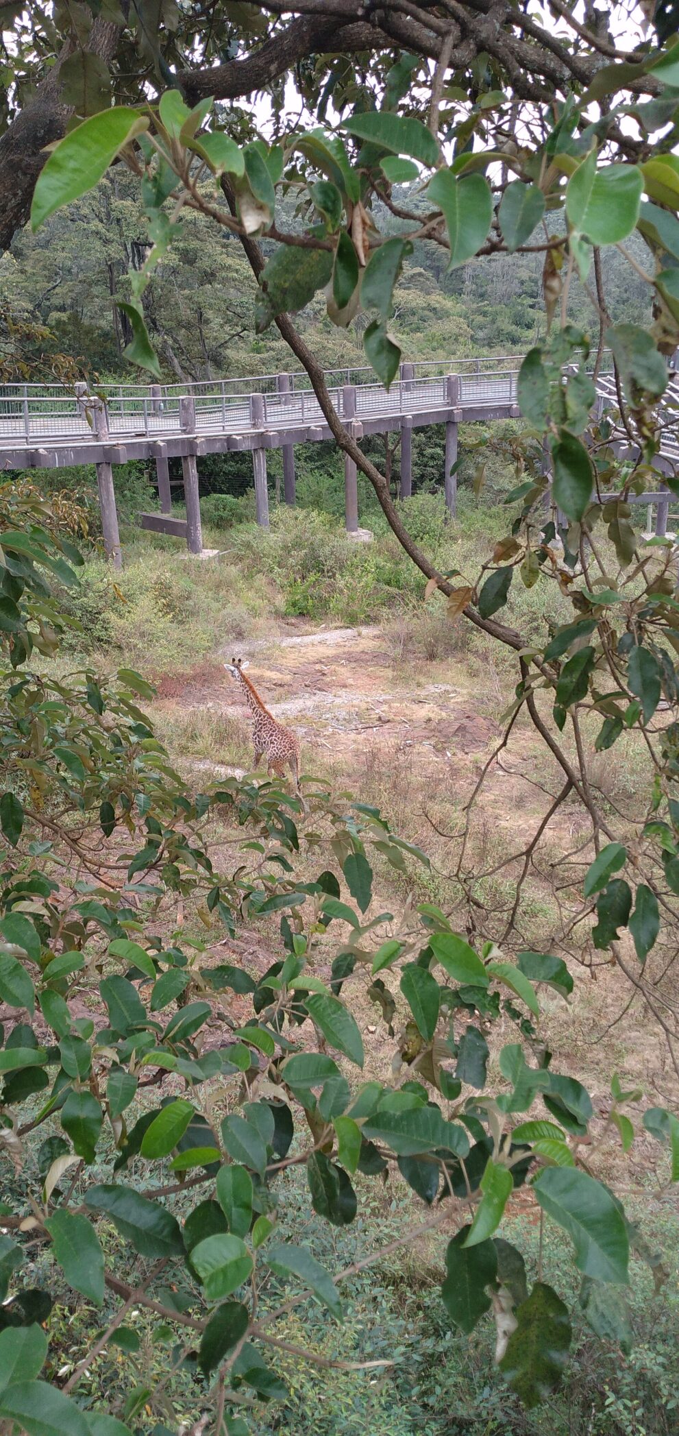 Eine Giraffe steht auf einer offenen Fläche unter einem erhöhten Steg auf Stelzen, vorne Blätter