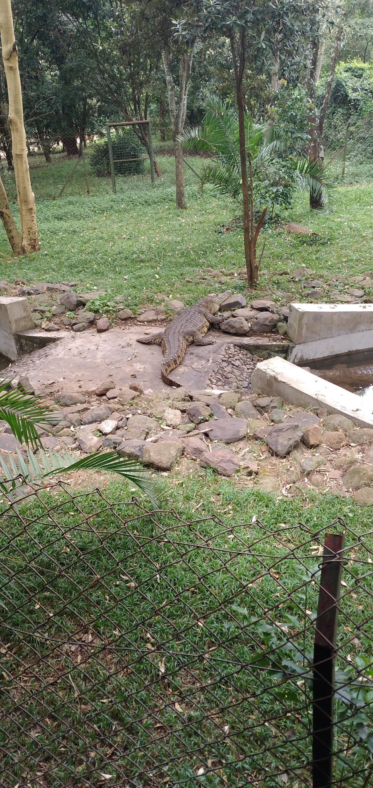 Krokodil auf dem Felsen im Nairobi Safari Walk